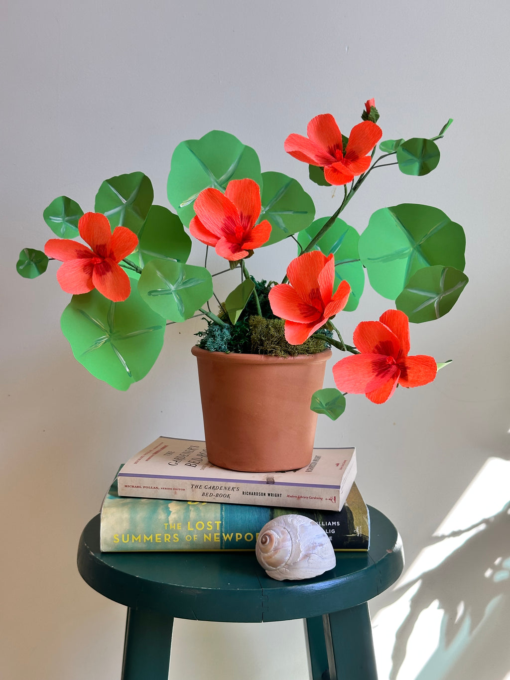 Orange nasturtium plant