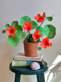Orange nasturtium plant