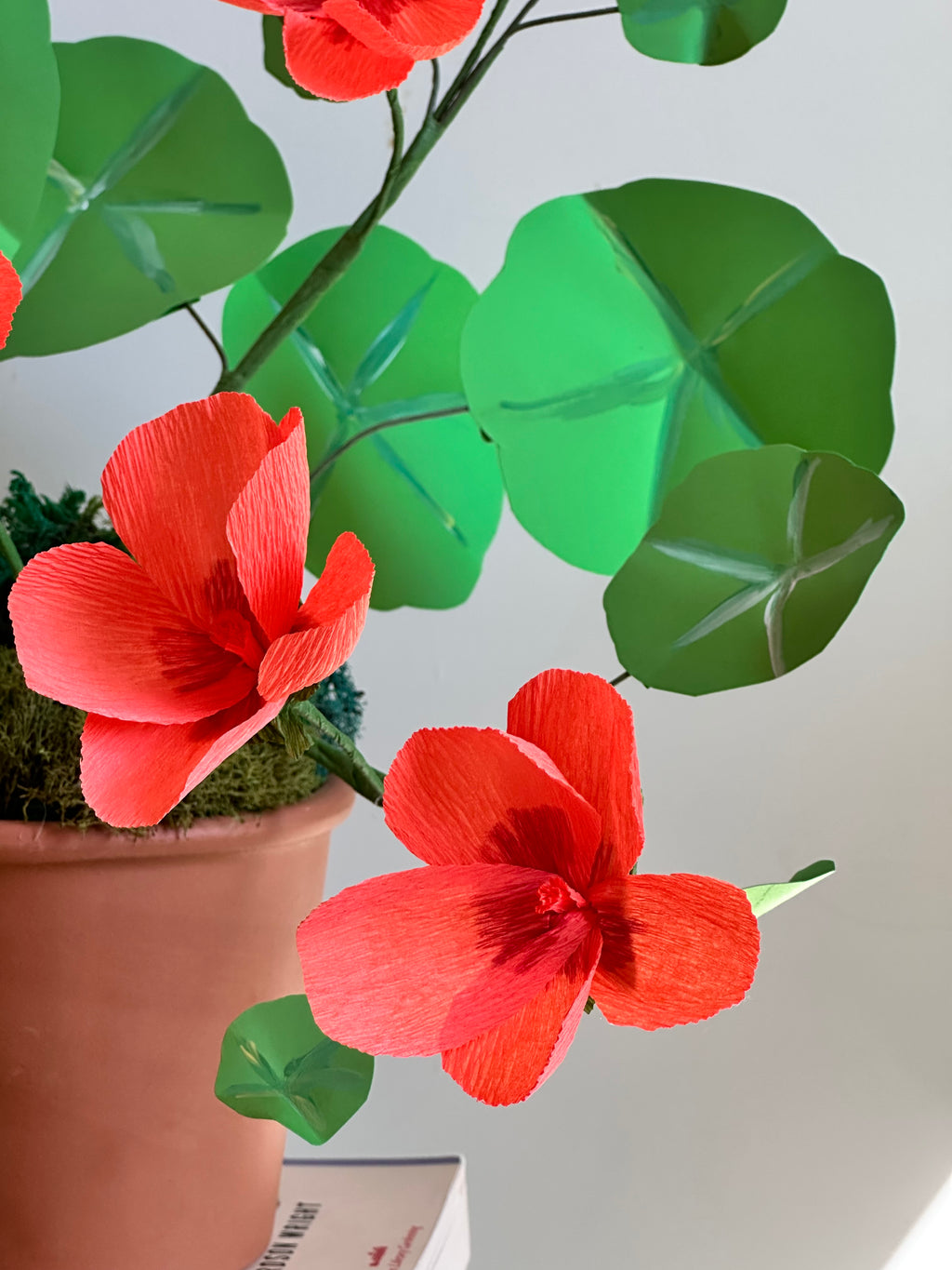 Orange nasturtium plant