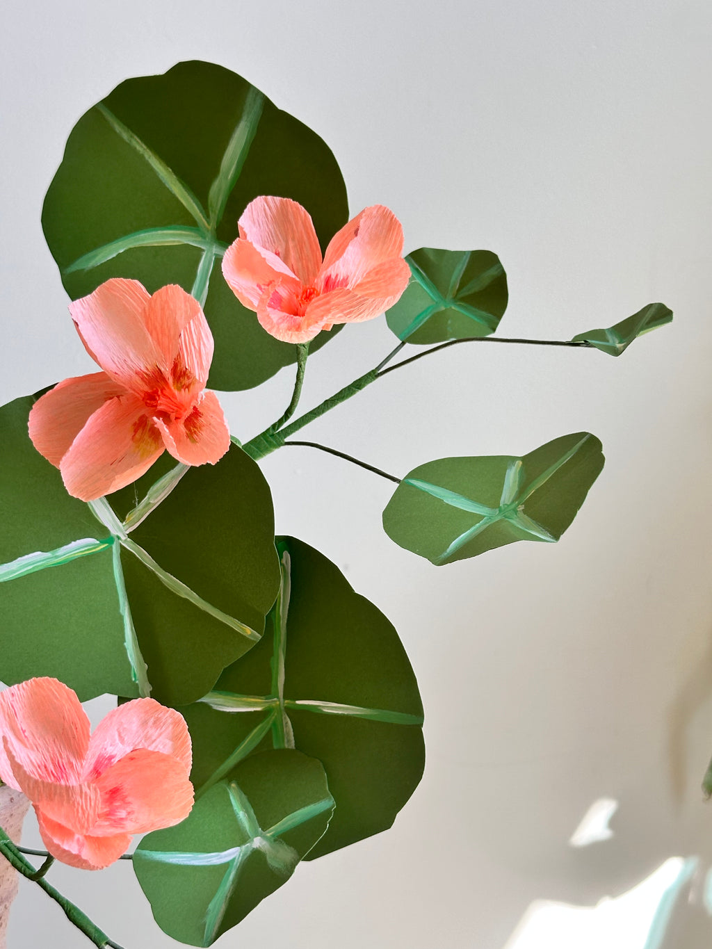 Coral Pink Nasturtium