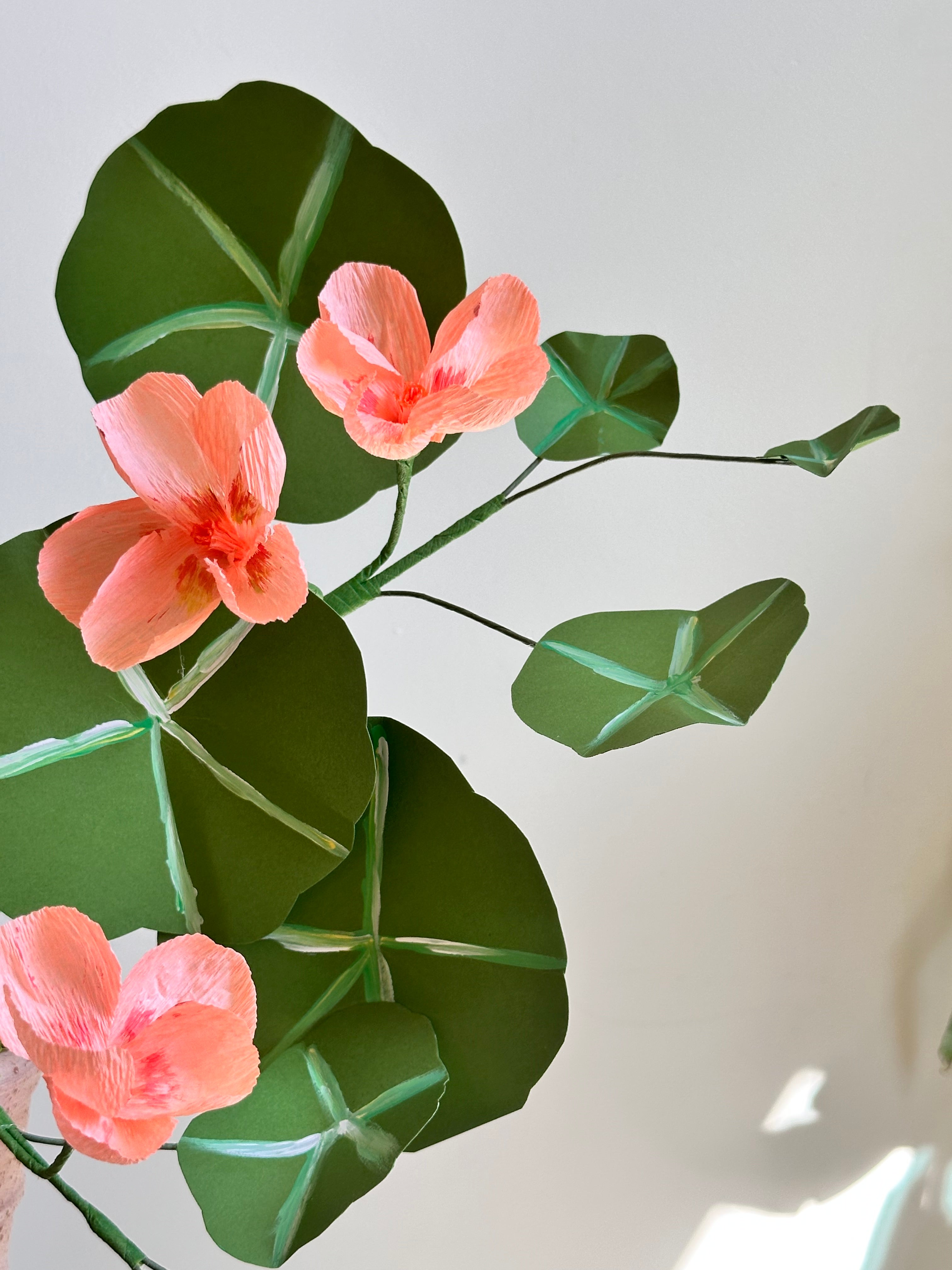 Coral Pink Nasturtium