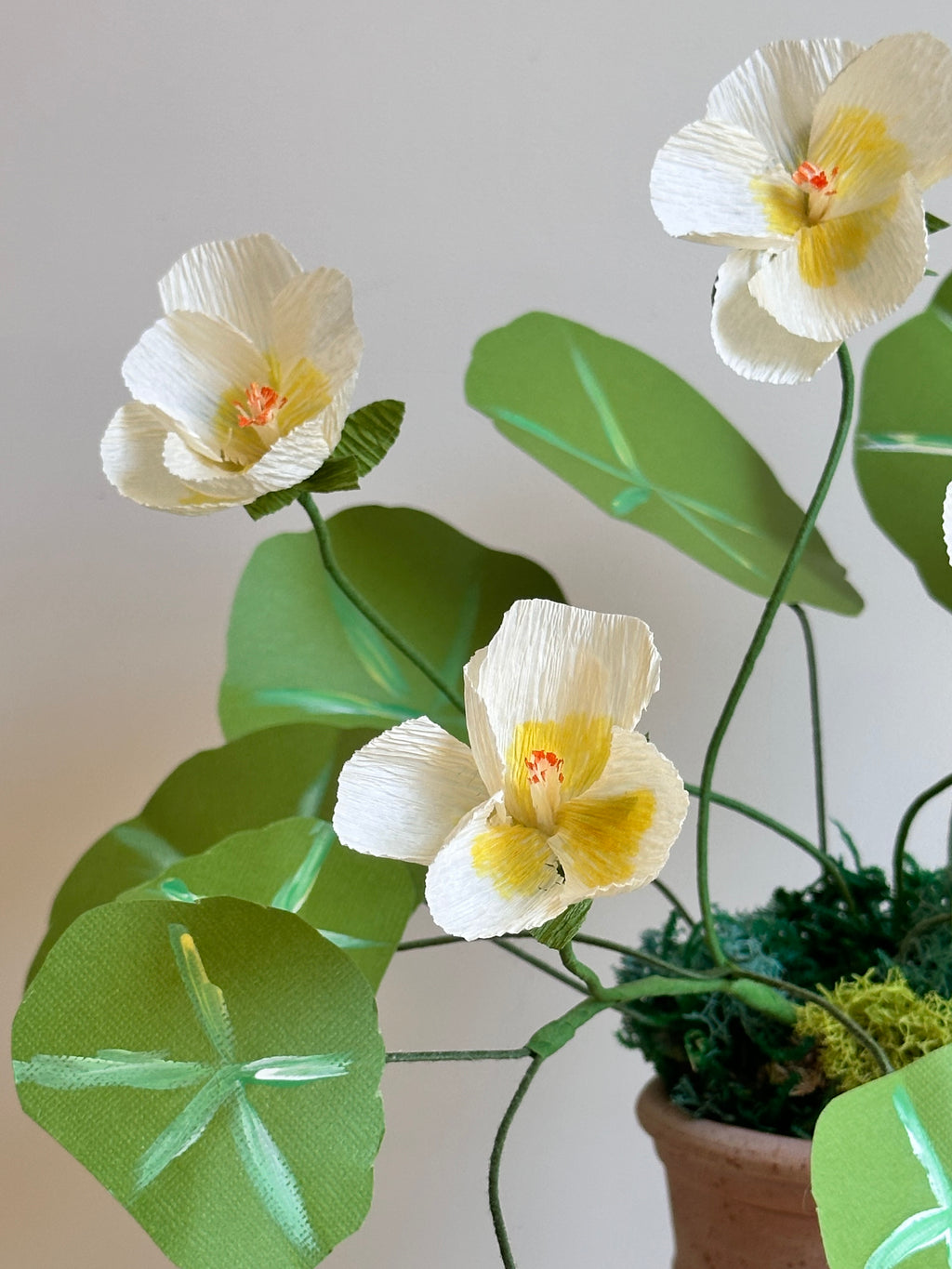 Yellow nasturtium