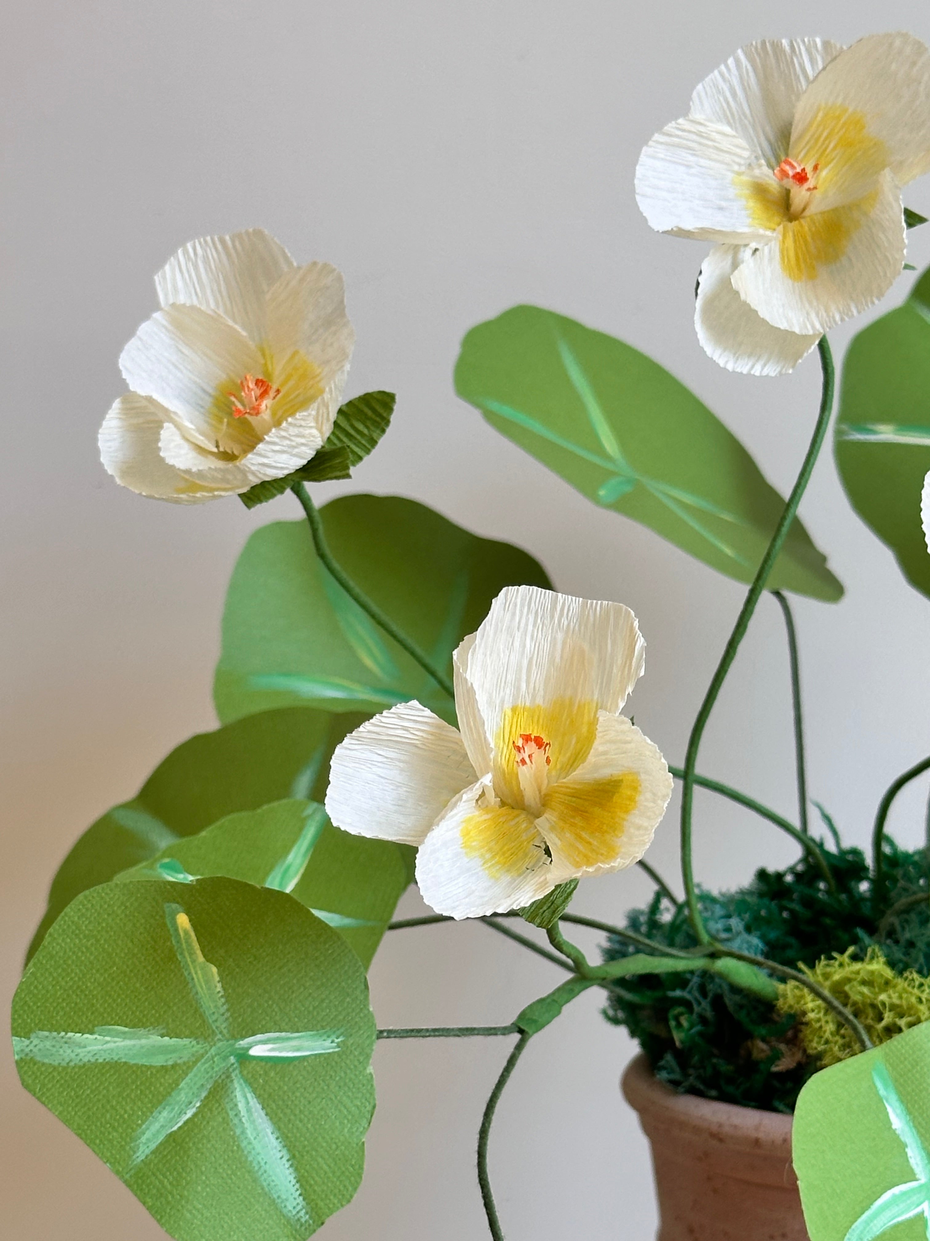 Yellow nasturtium
