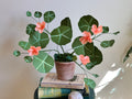 Coral Pink Nasturtium
