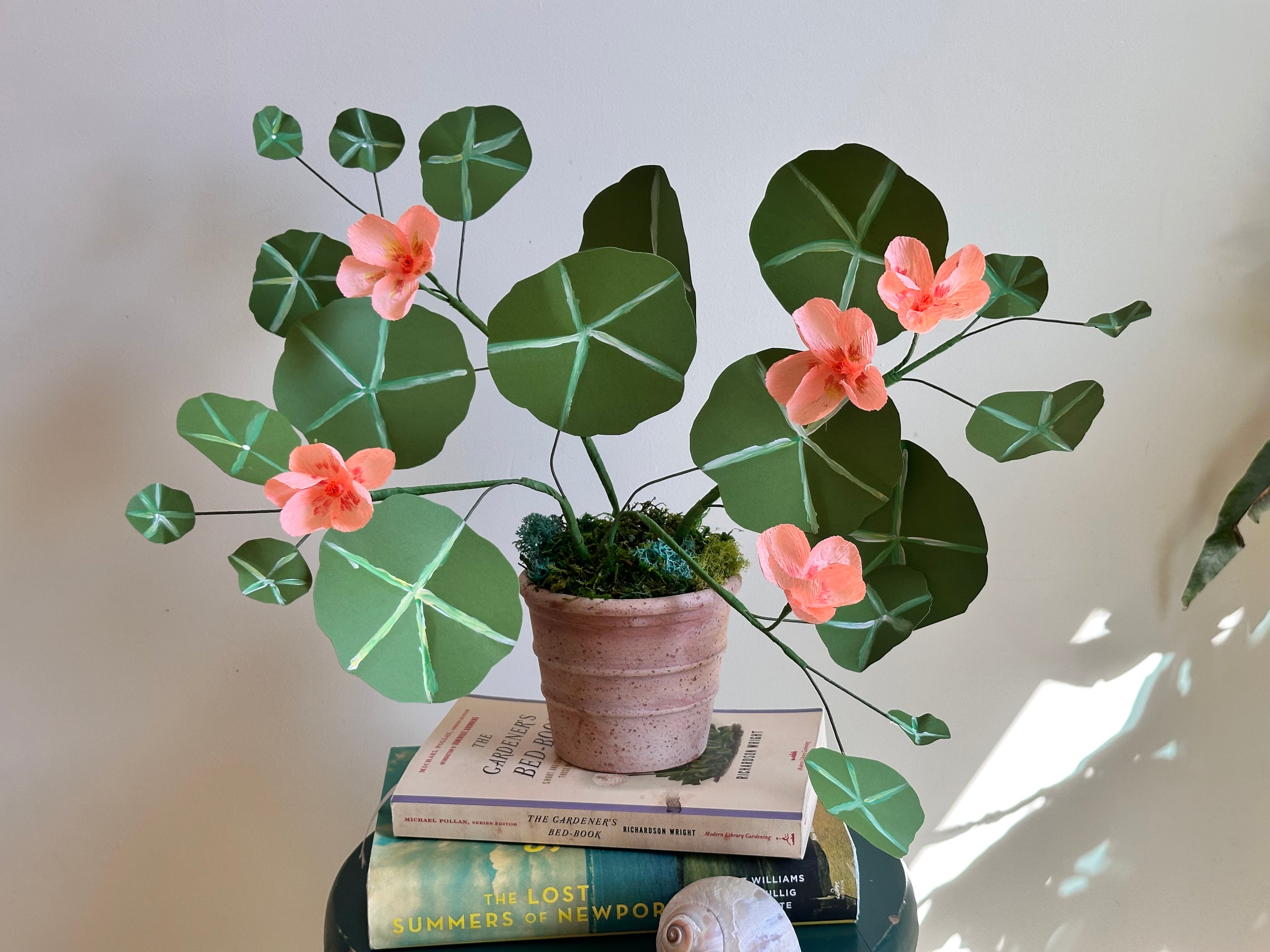 Coral Pink Nasturtium