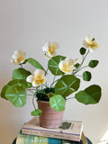 Yellow nasturtium