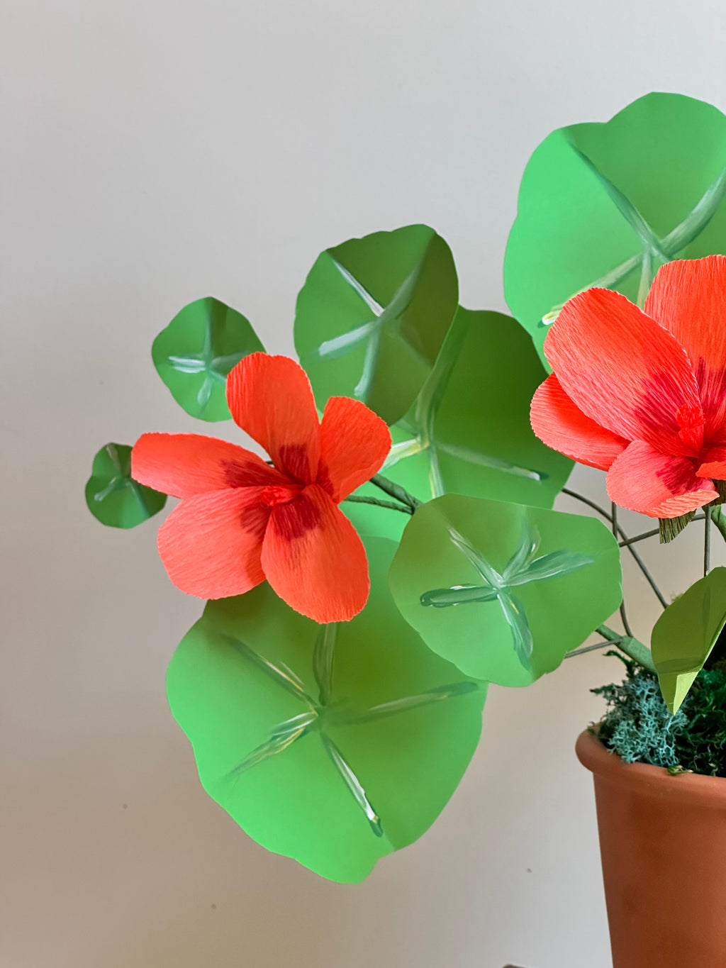Orange nasturtium plant