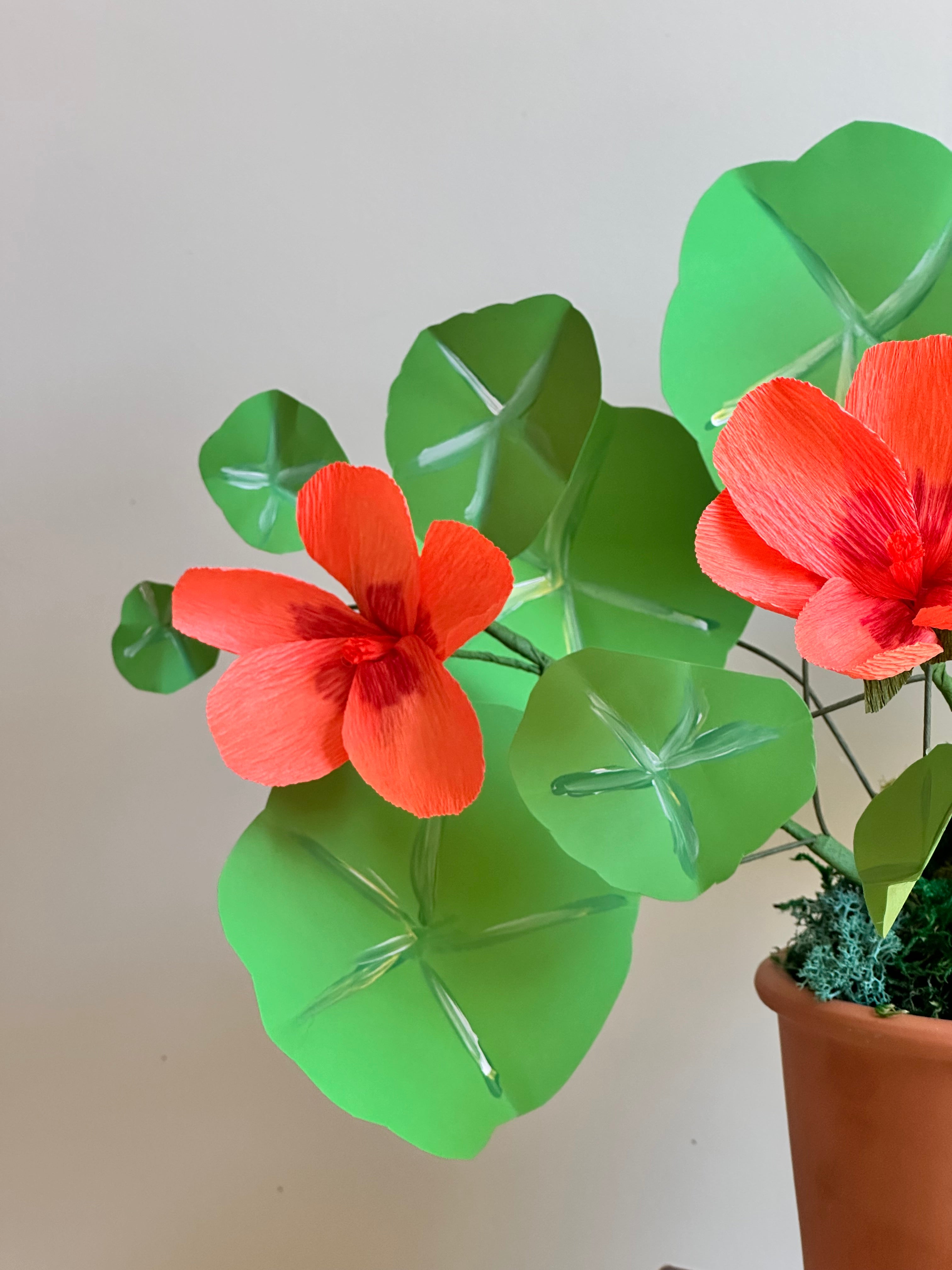 Orange nasturtium plant