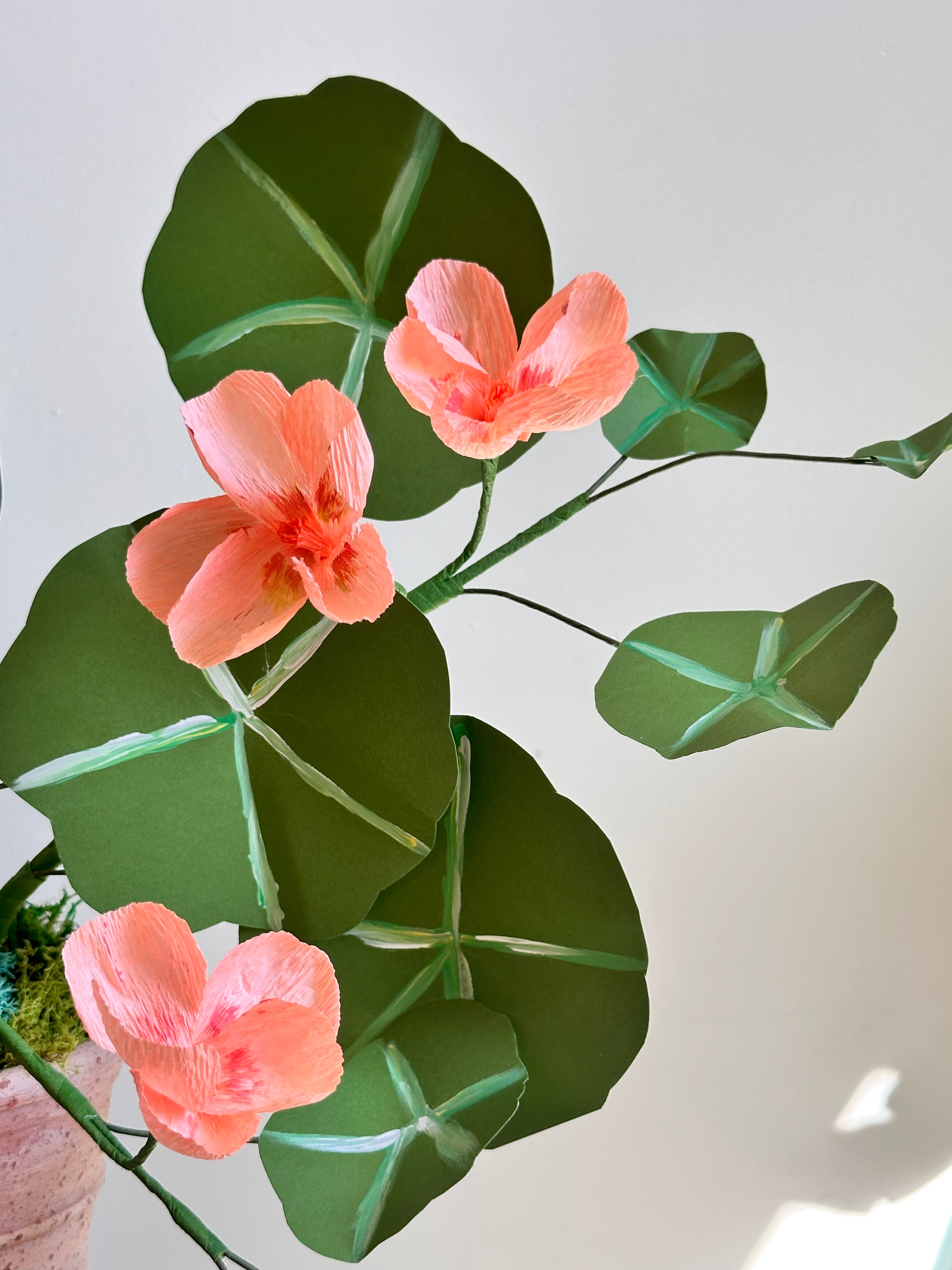 Light Pink Coral Nasturtium Plant
