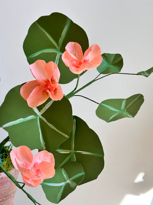 Light Pink Coral Nasturtium Plant