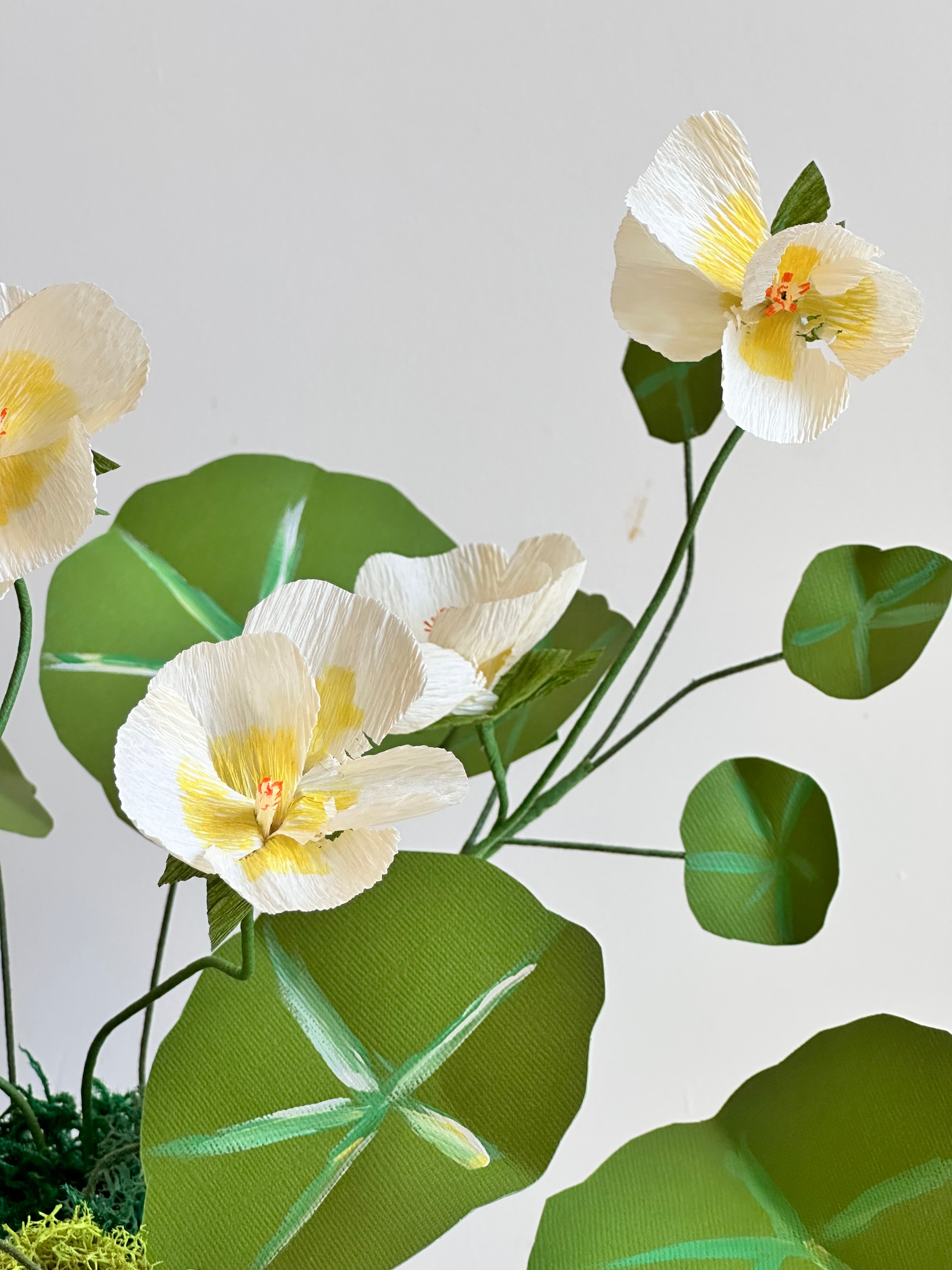 Yellow nasturtium