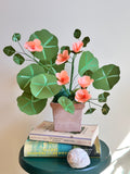 Light Pink Coral Nasturtium Plant