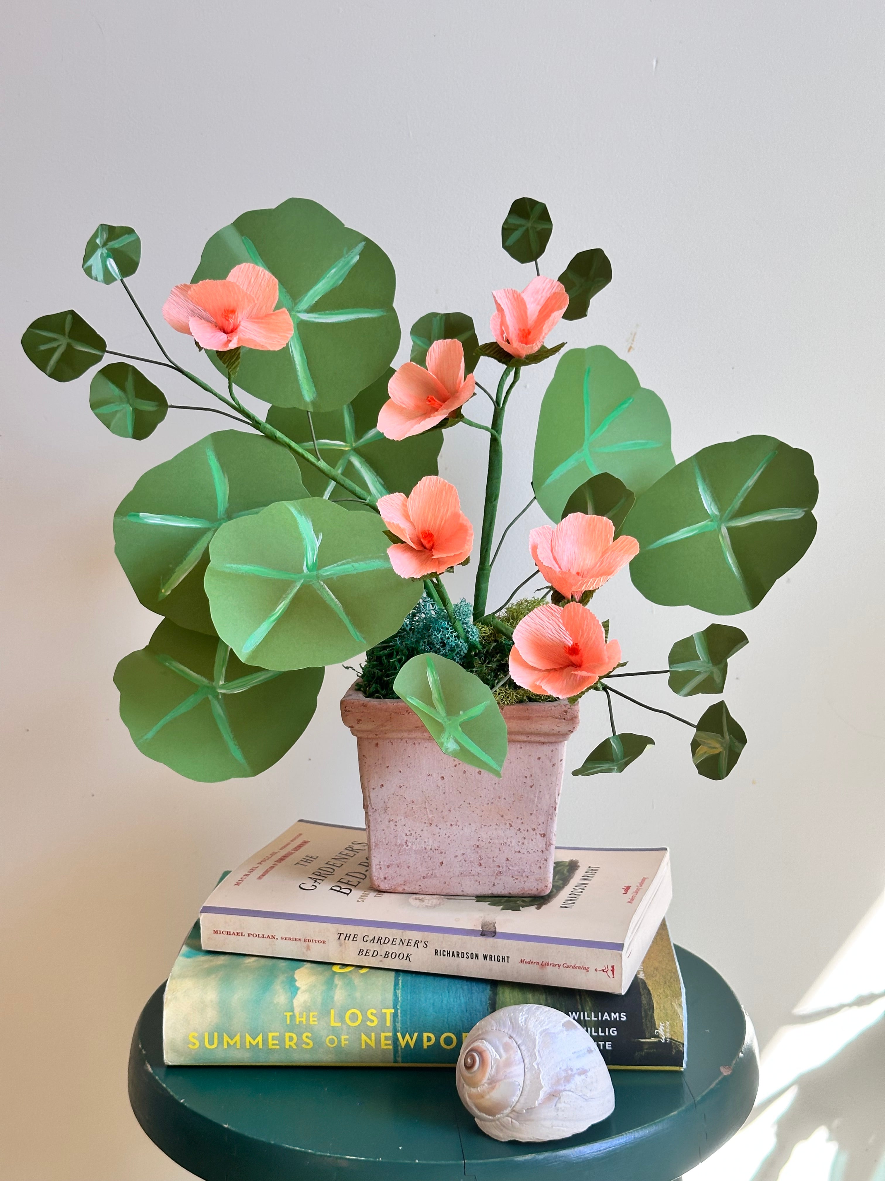 Light Pink Coral Nasturtium Plant