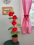 Coral Hollyhock plant