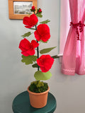 Double Bloom Coral Hollyhock