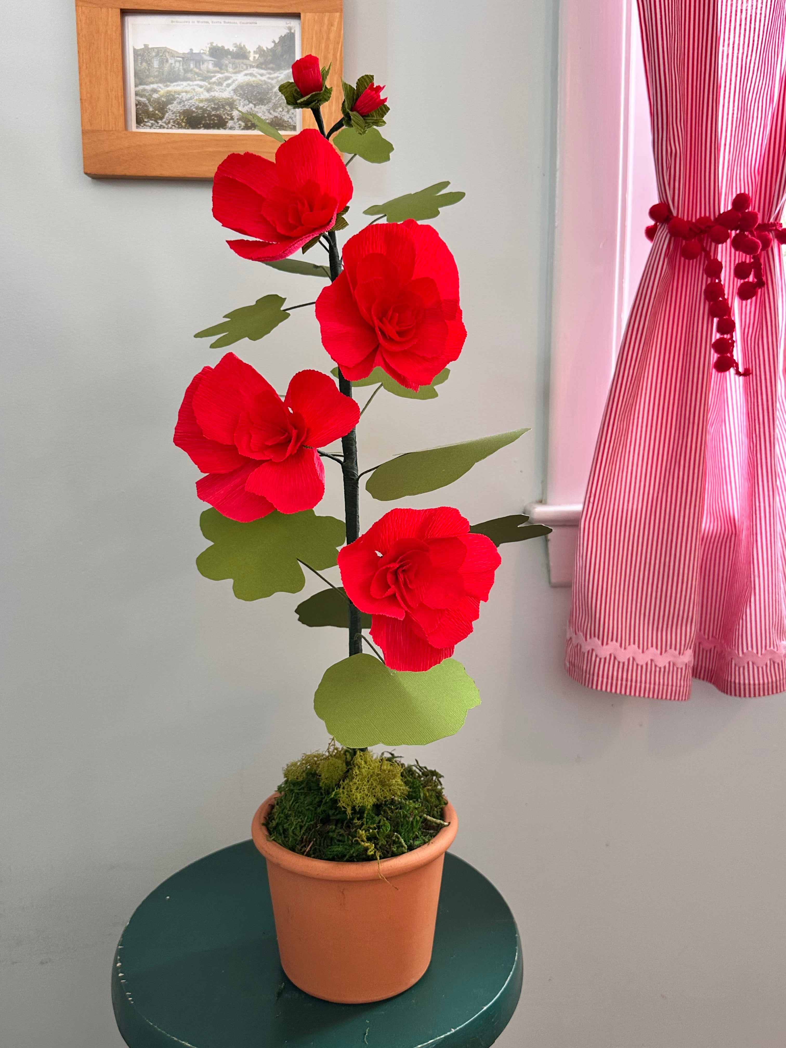 Double Bloom Coral Hollyhock