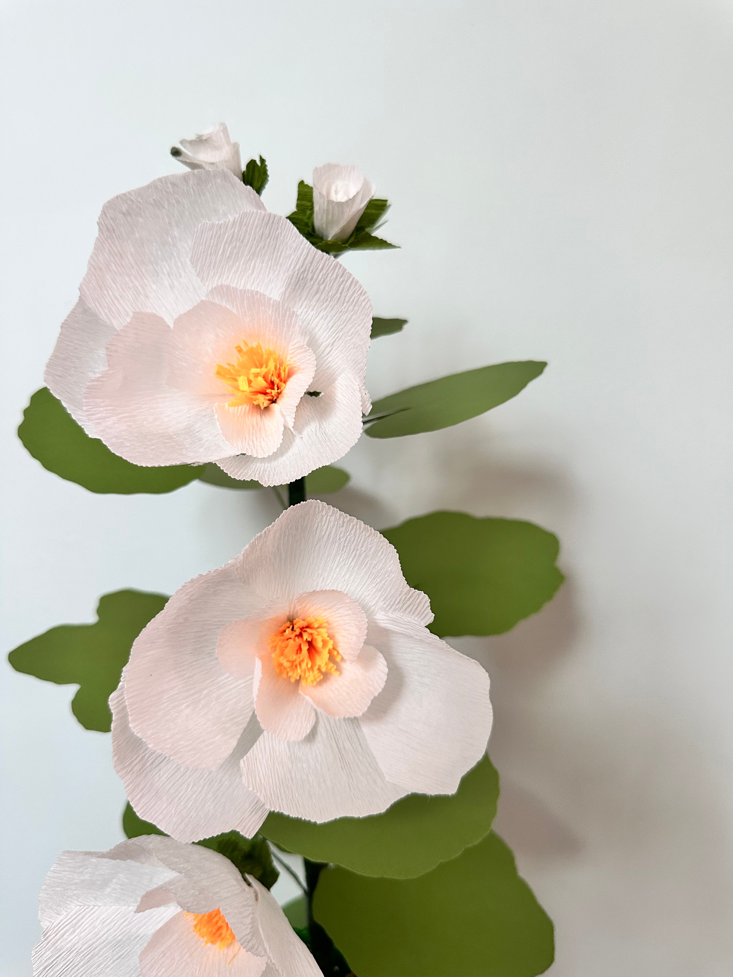 White paper hollyhock plant