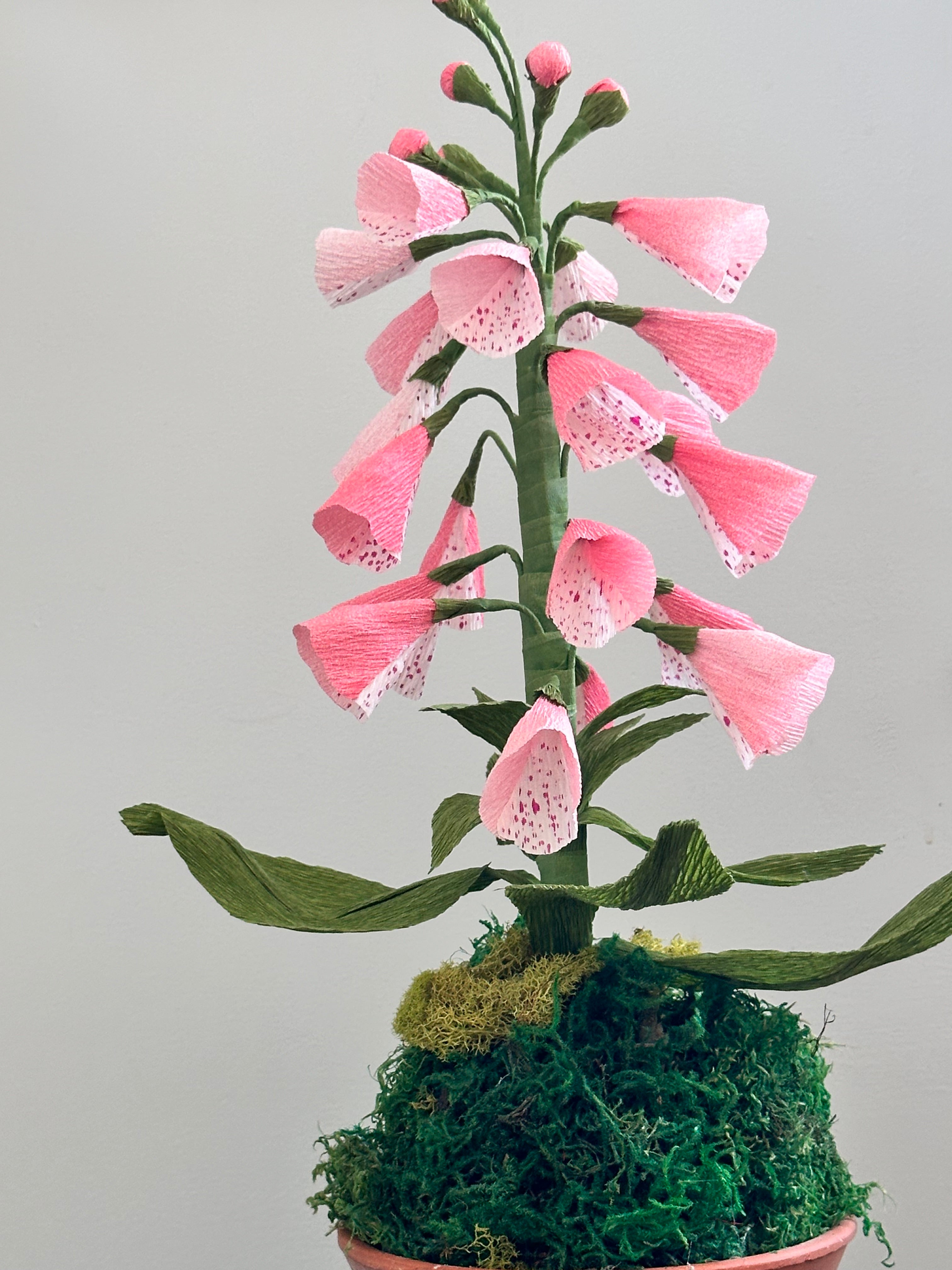 Light pink foxglove