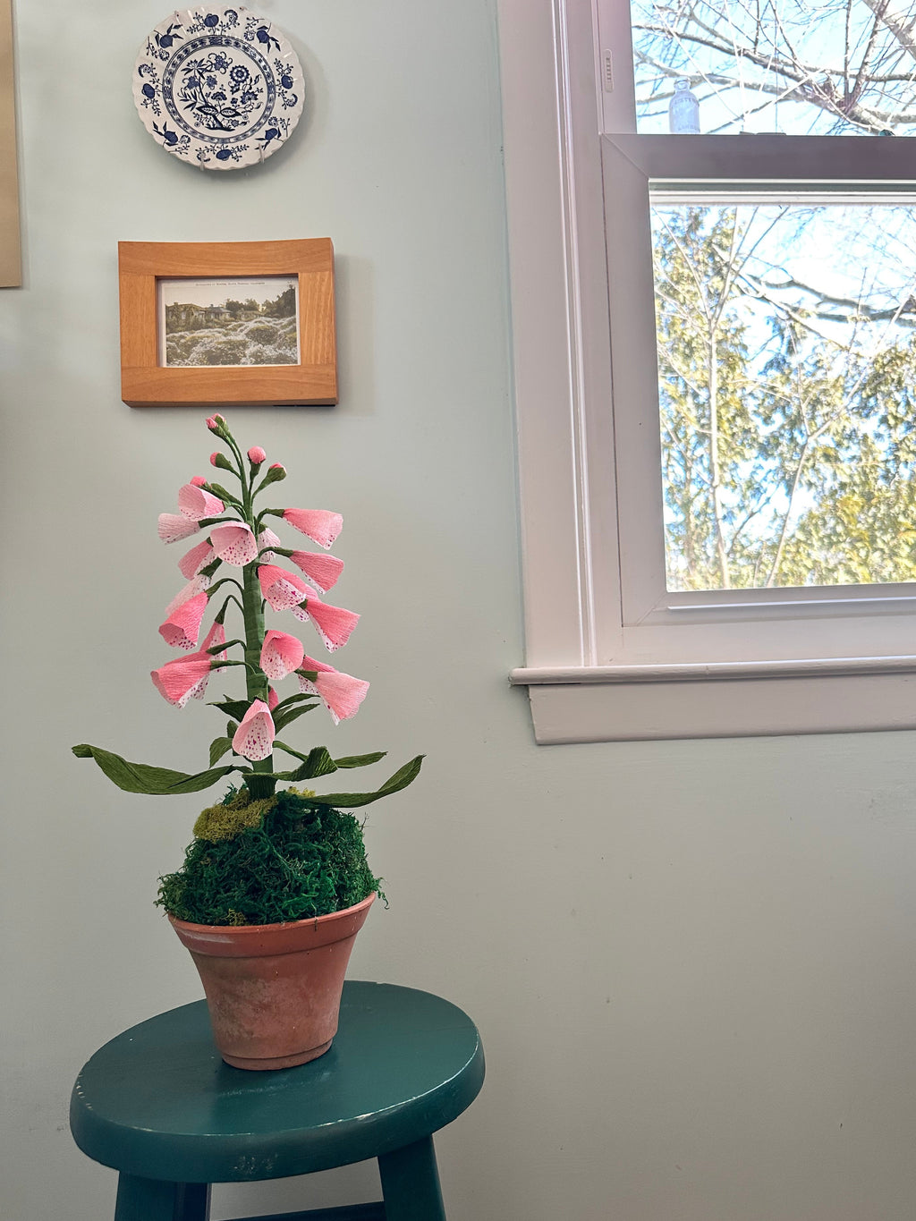 Light pink foxglove