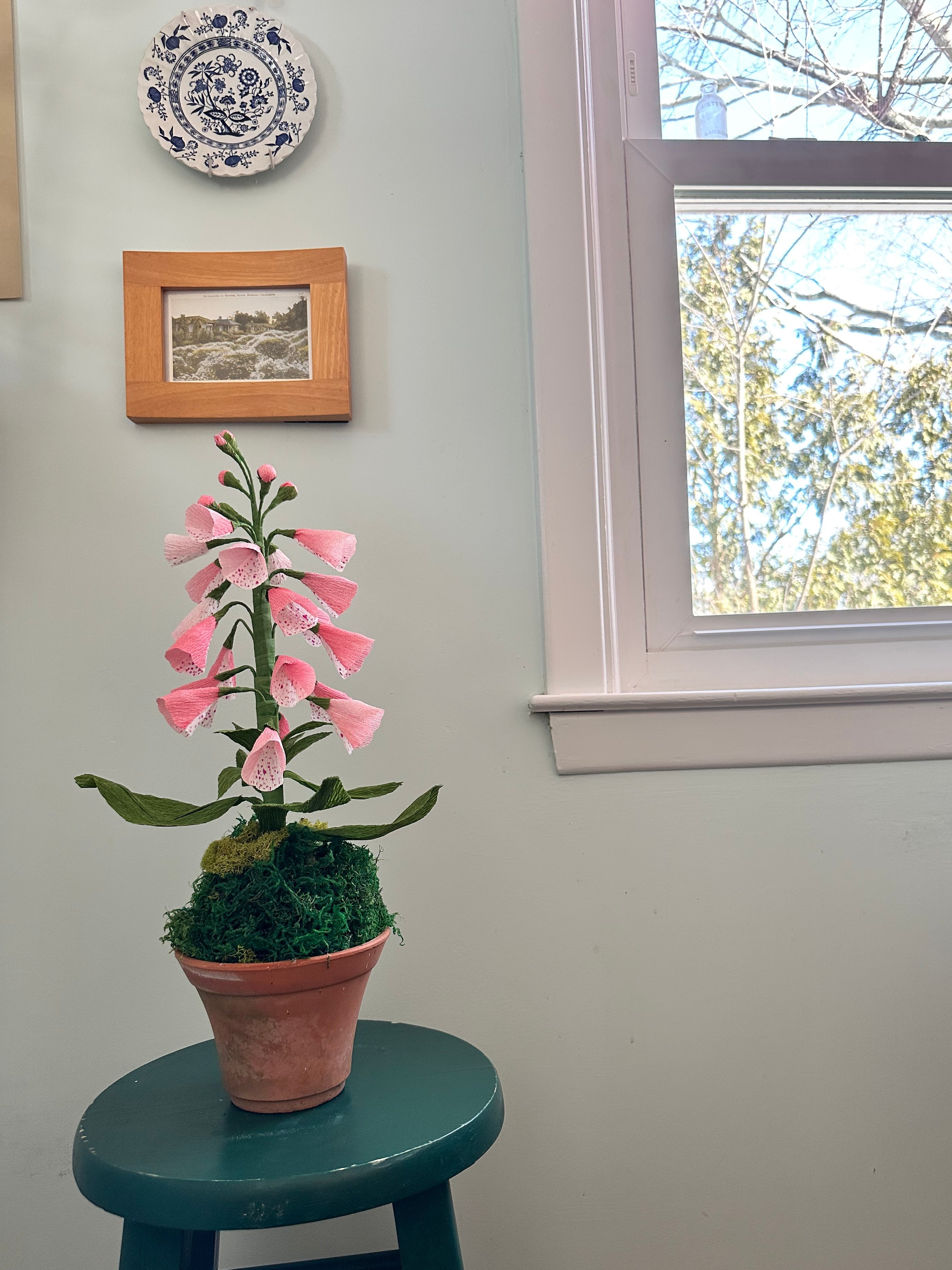 Light pink foxglove